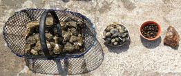 la peche pour les amateur sur noirmoutier